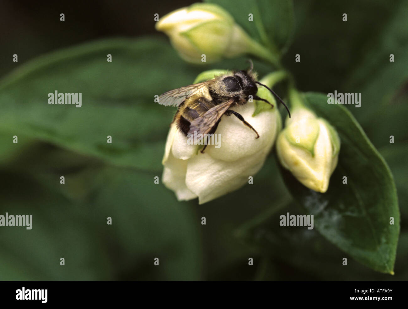wasp on a Philadelphus coronarius flower Stock Photo