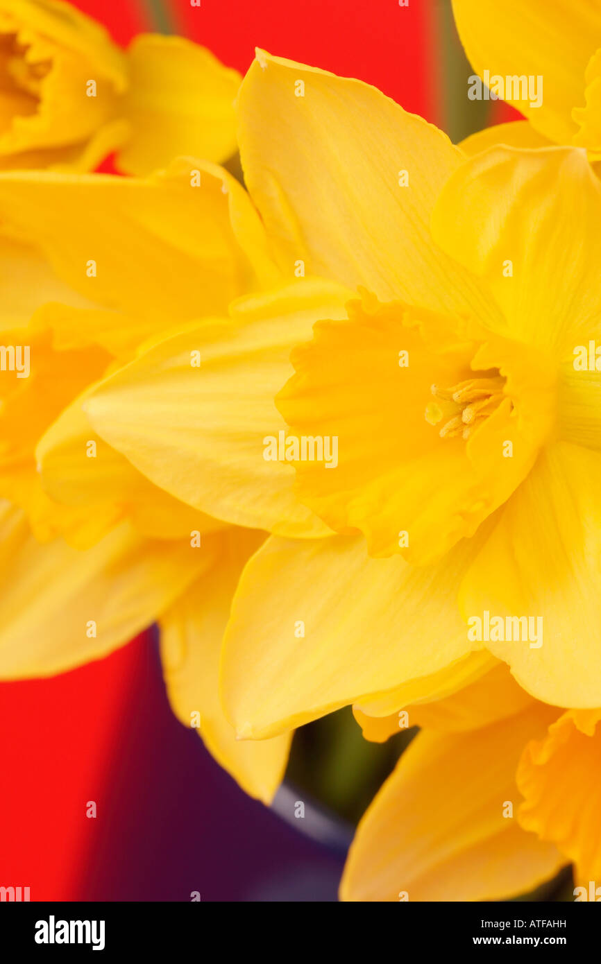 Bright yellow Daffodil cut flower in a blue vase Stock Photo Alamy