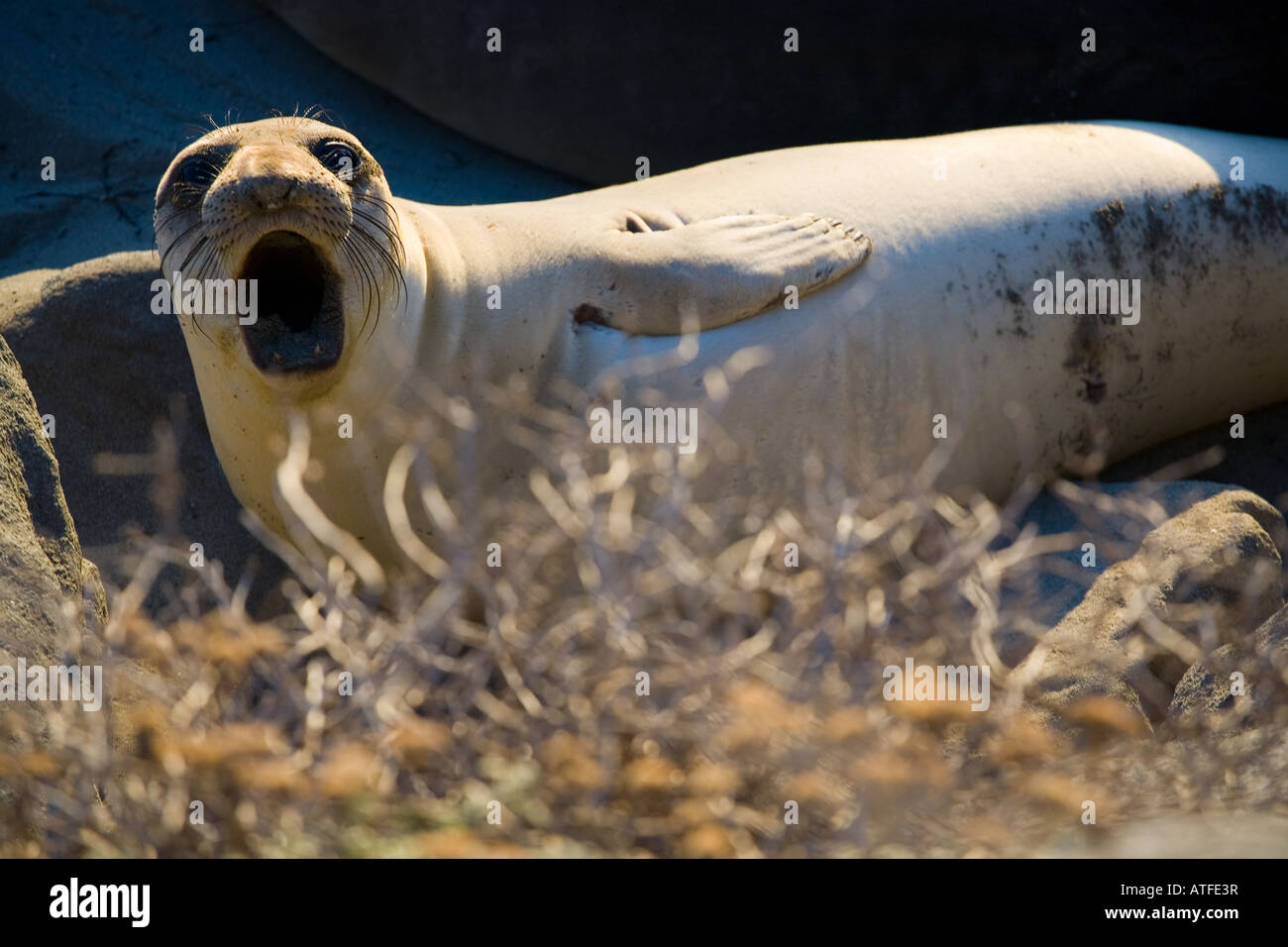 northern elephant seal M. angustirostris Stock Photo