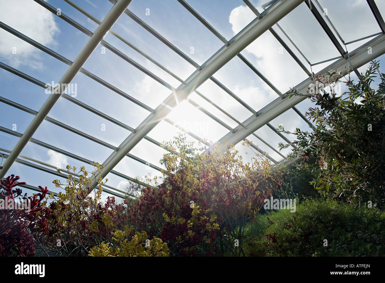 Sunlight through large greenhouse Stock Photo