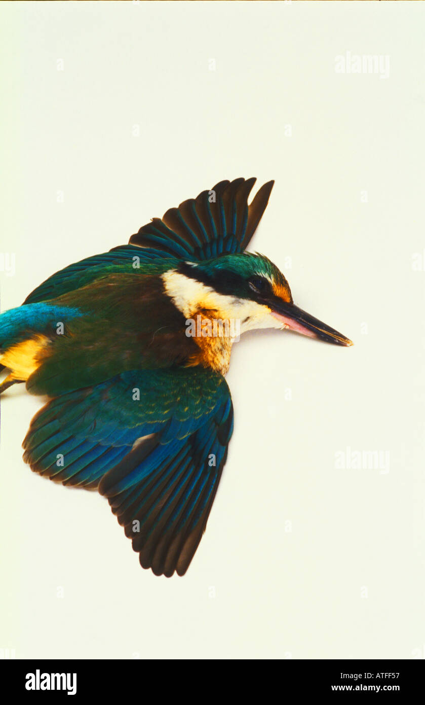 Blue kingfisher dead from broken hi-res stock photography and images ...