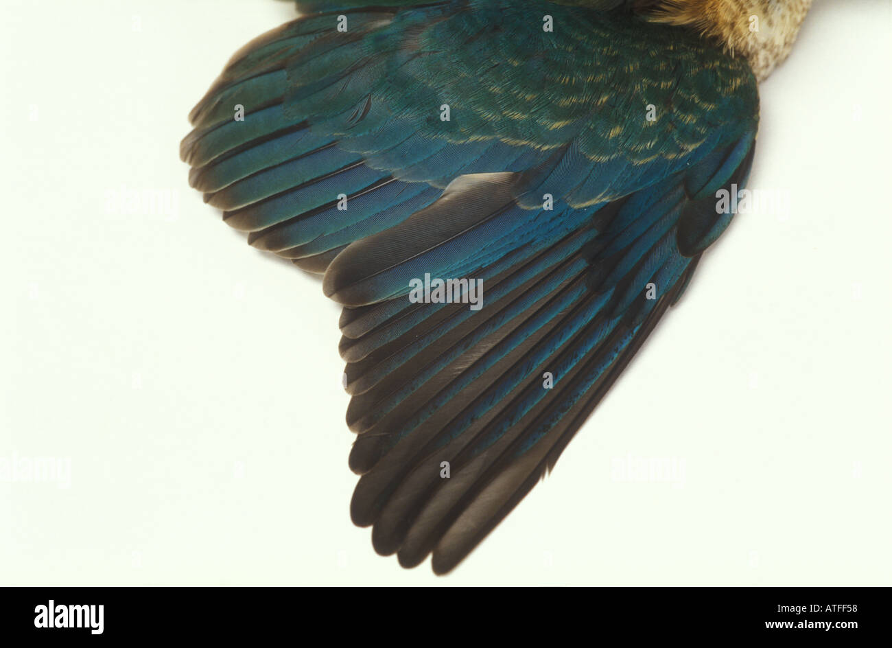 Blue kingfisher dead from broken hi-res stock photography and images ...