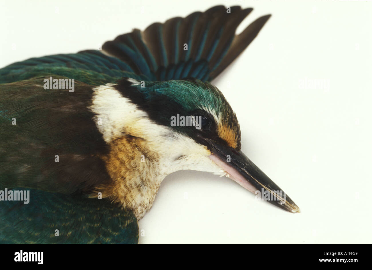 Blue Kingfisher dead from a broken neck after fiying into window 3178 ...