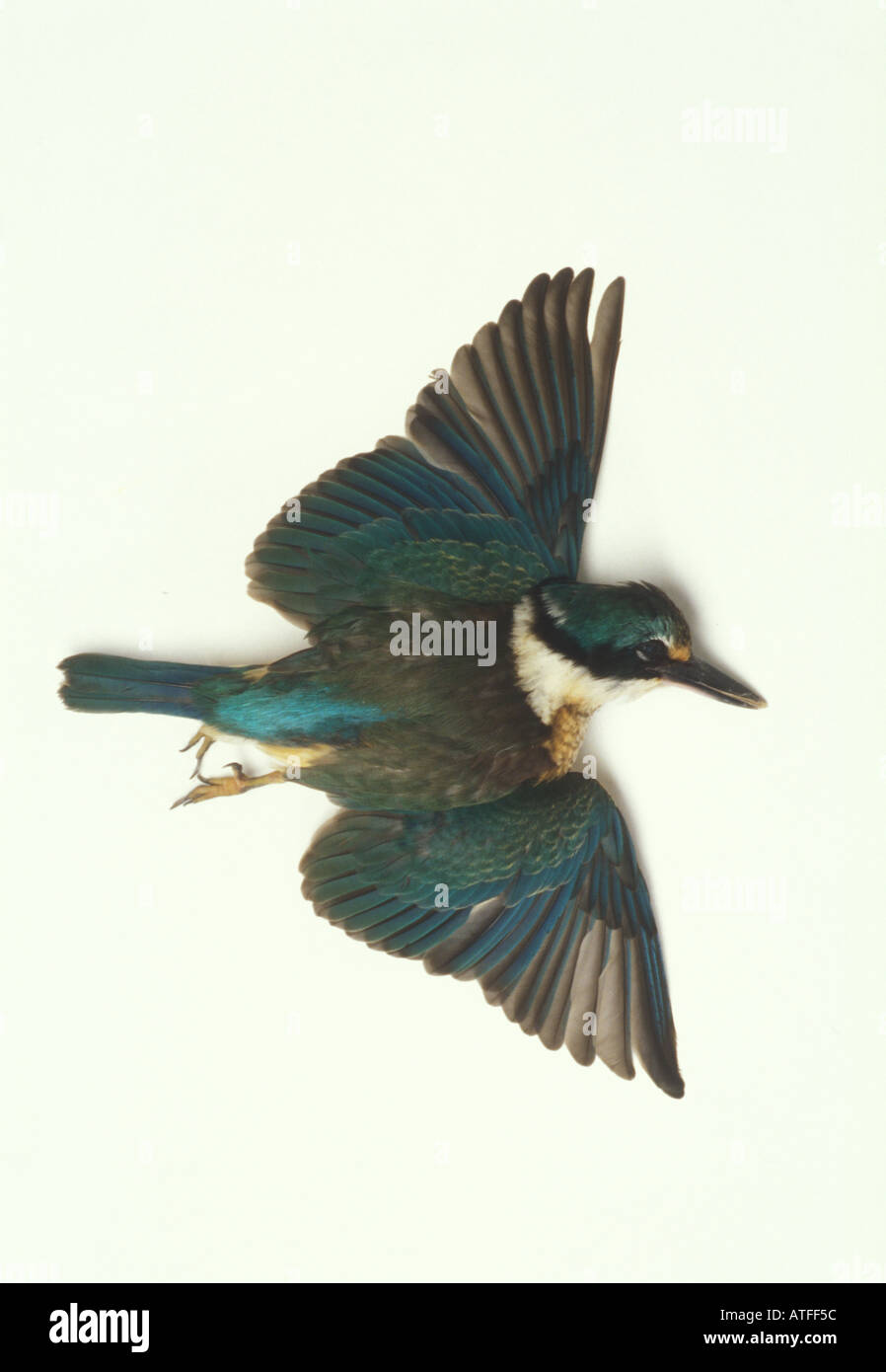 Blue kingfisher dead from broken hi-res stock photography and images ...