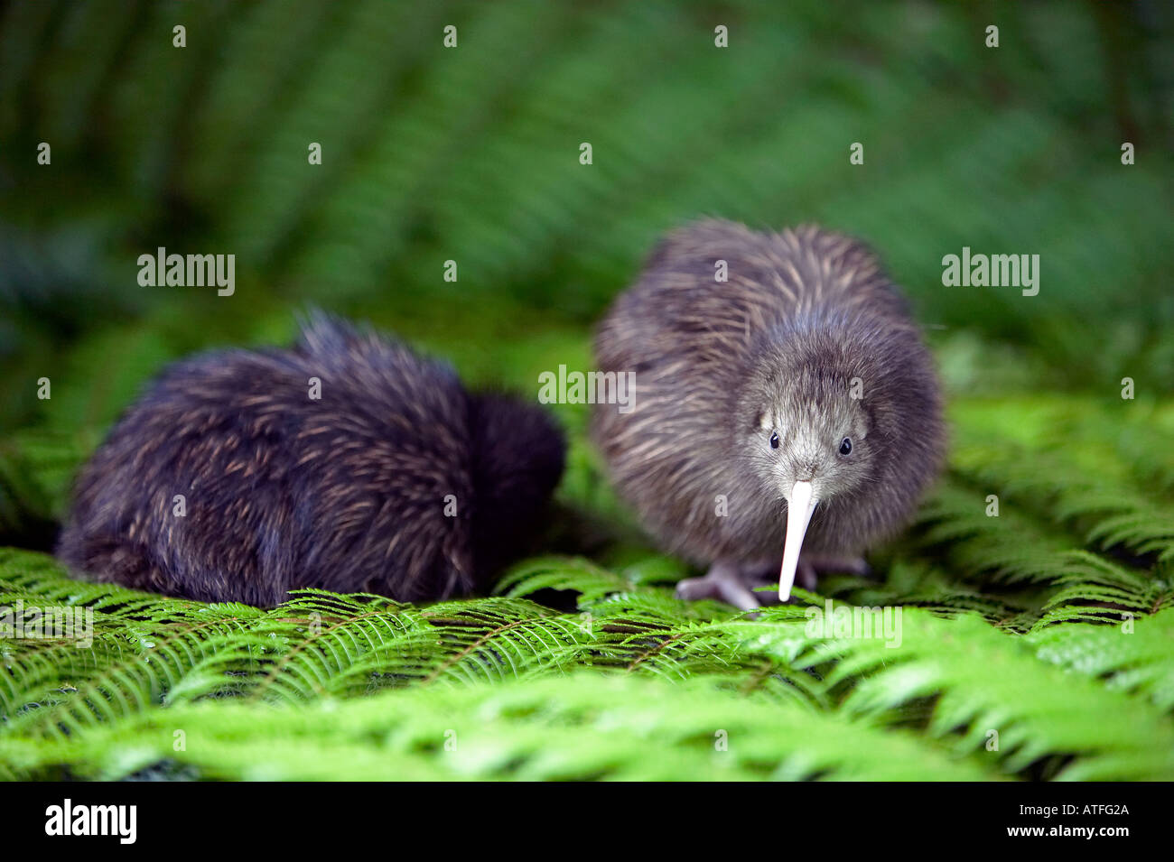 New zealand kiwi chicks hi-res stock photography and images - Alamy
