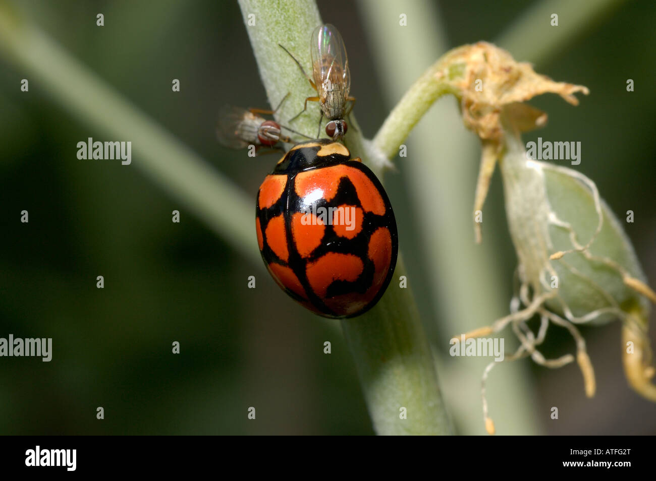 Lunate ladybird Cheilomenes lunata Coccinellidae with two fruit fllies feeding on sap leaking from a plant stem South Africa Stock Photo