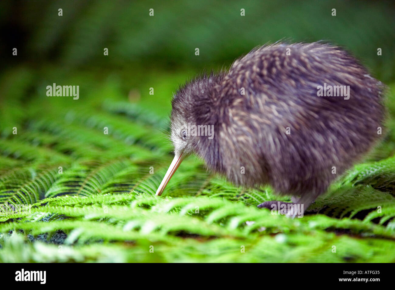 New zealand kiwi chicks hi-res stock photography and images - Alamy