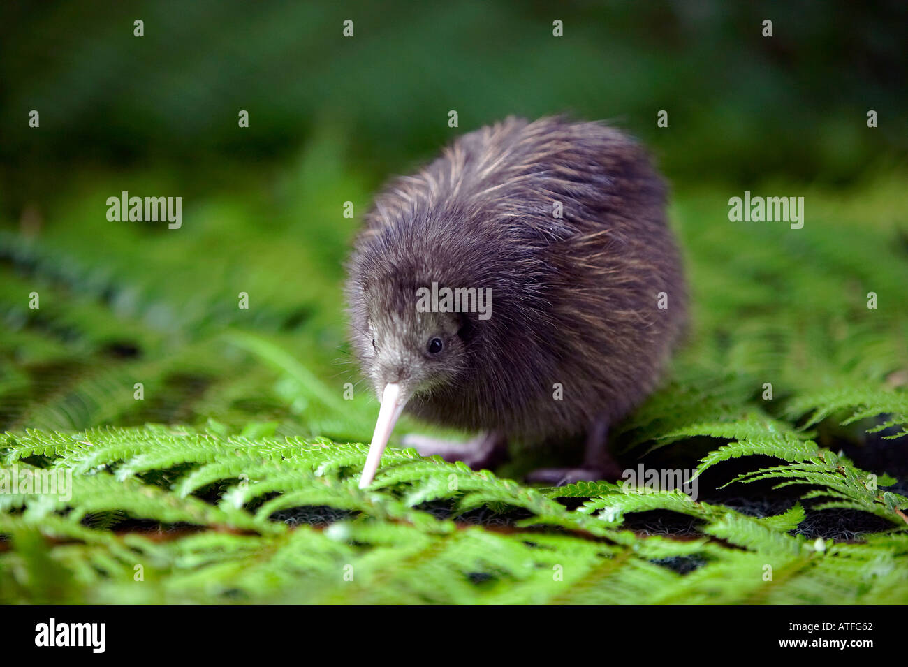 New zealand kiwi chicks hi-res stock photography and images - Alamy