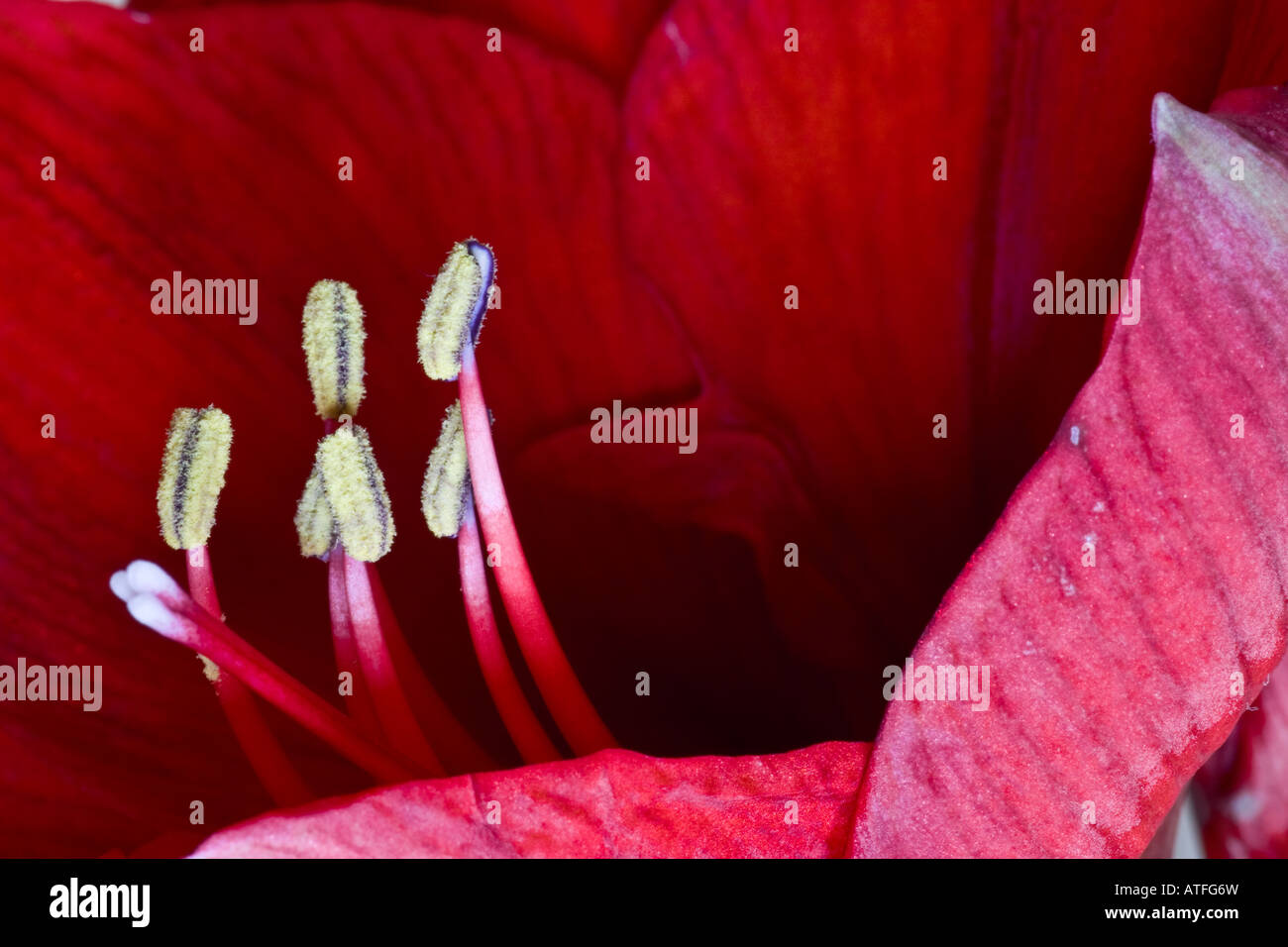 Amaryllis Stock Photo