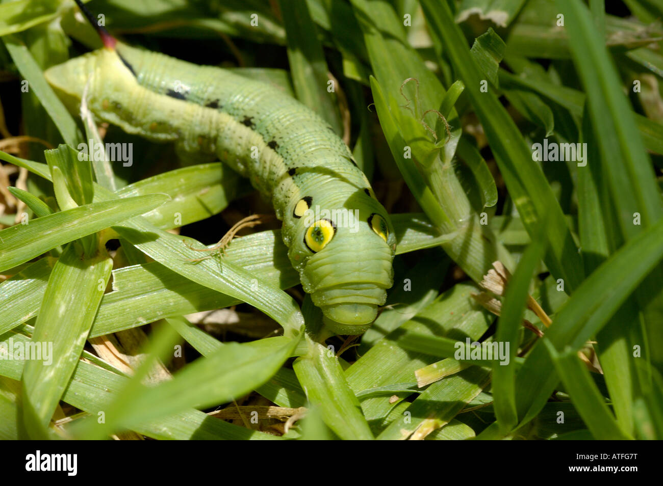 Silver striped Hawk moth Hippotion celerio Sphingidae caterpillar