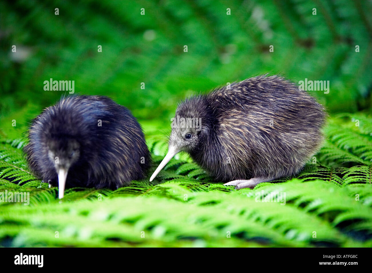New zealand kiwi chicks hi-res stock photography and images - Alamy