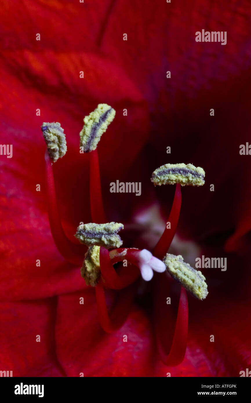 Amaryllis Stock Photo