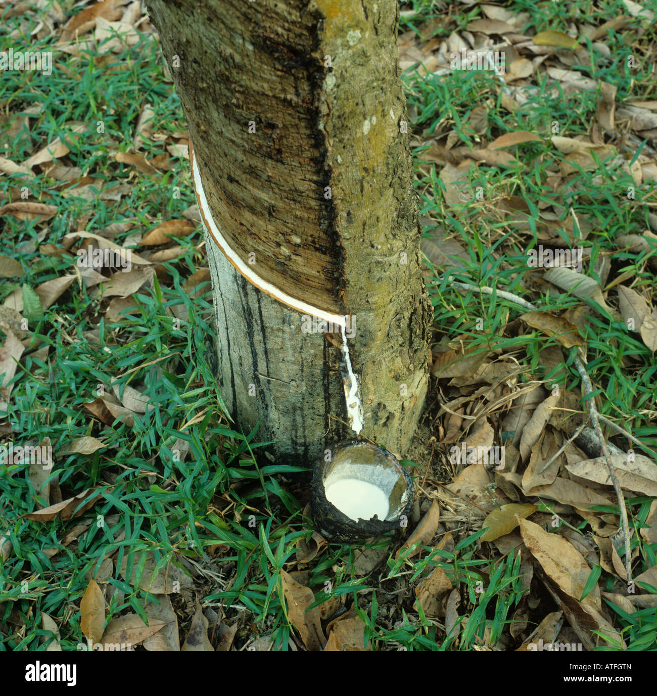 Latex flowing from the newly made cut in a runner tree bark Malaysia Stock Photo