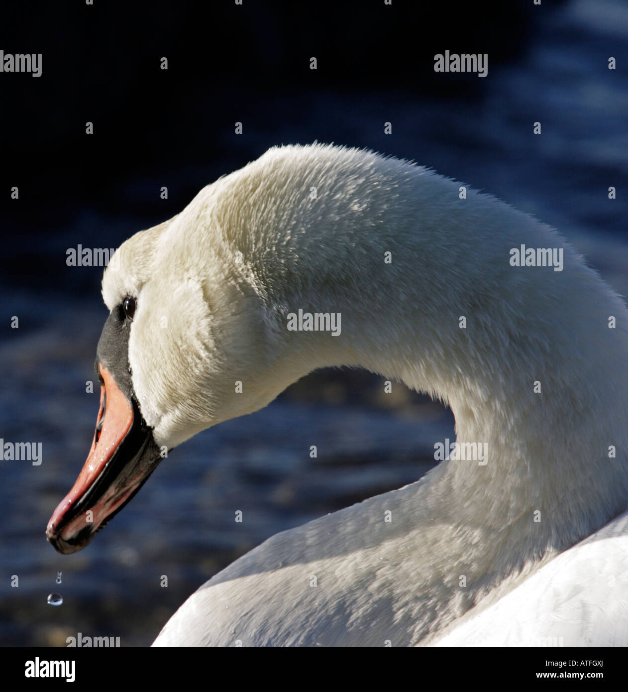 Swan beak markings hi-res stock photography and images - Alamy
