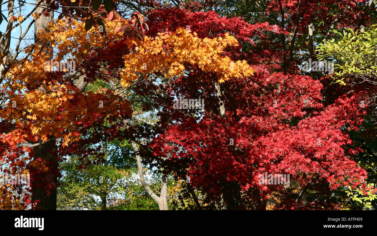 Canopy trees in forest day hi-res stock photography and images - Alamy