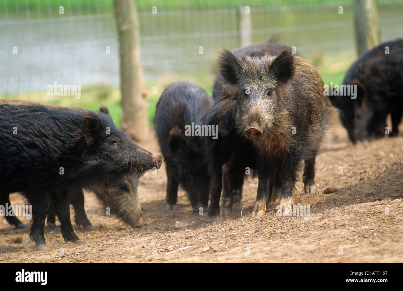 Wild boar finishers in an enclosure Devon Stock Photo