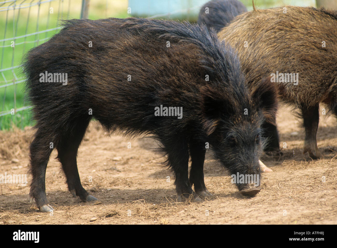 Finisher wild boar in enclosure Devon Stock Photo