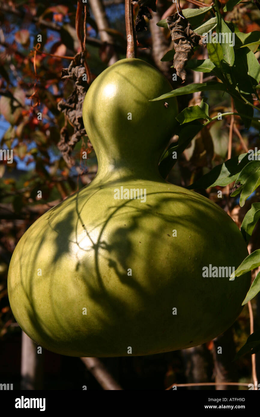 A green gourd hanging in a garden arbor Stock Photo Alamy