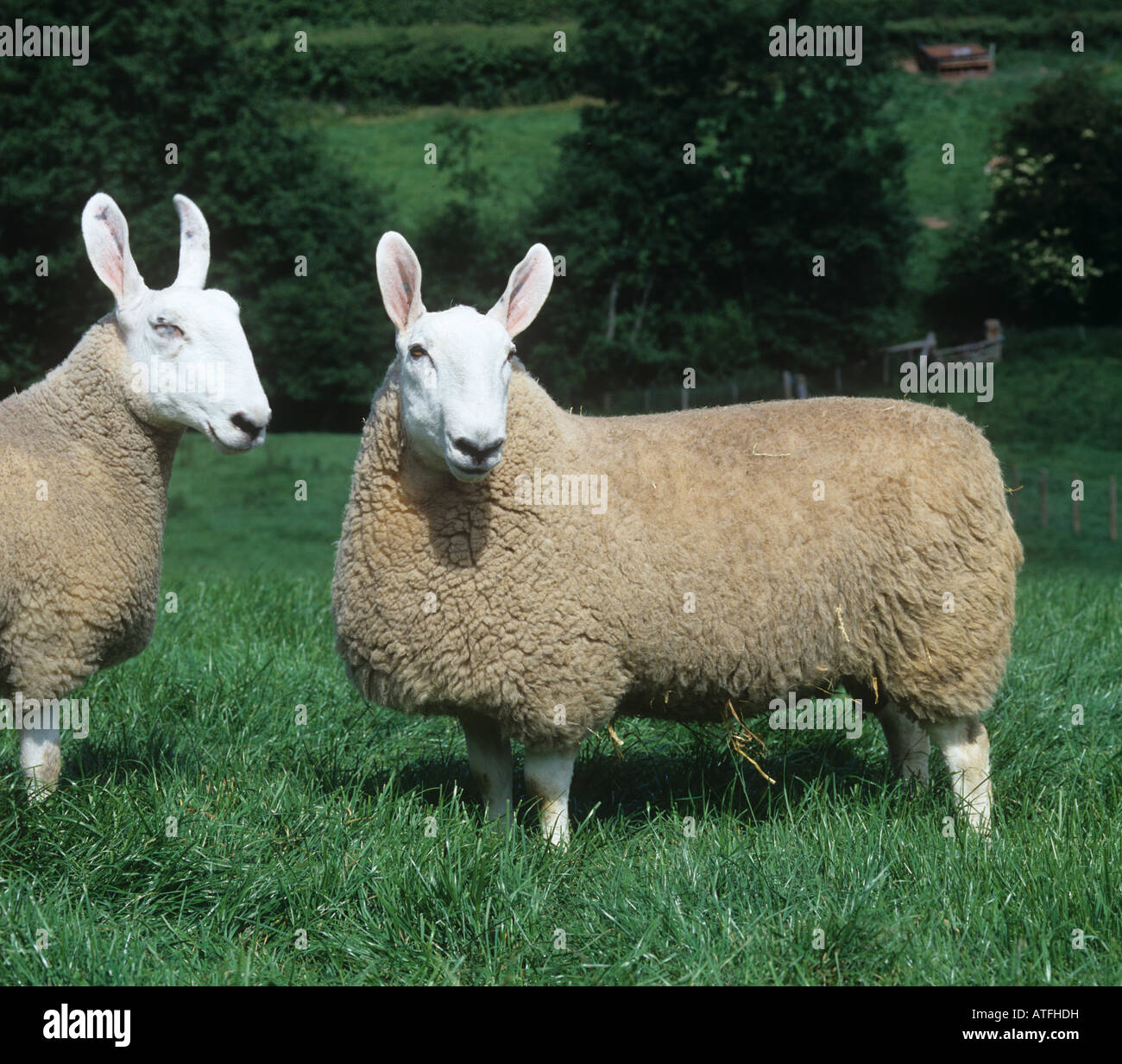 Pedigree border Leicester ram and ewe in good pasture Herefordshire Stock Photo