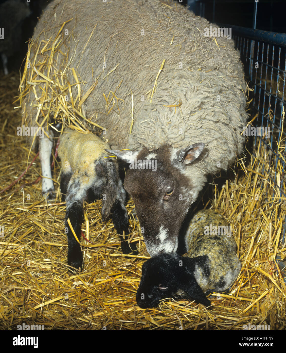 North country mule ewe cleaning her new born lamb and suckling the older twin Stock Photo