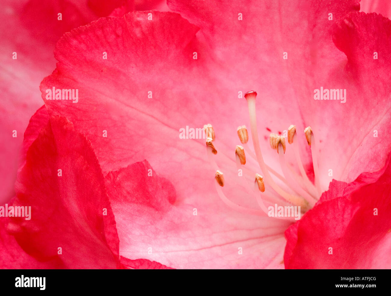 Rhododrendron in the Bowood Rhododrendron Walk, Bowood House, Wiltshire