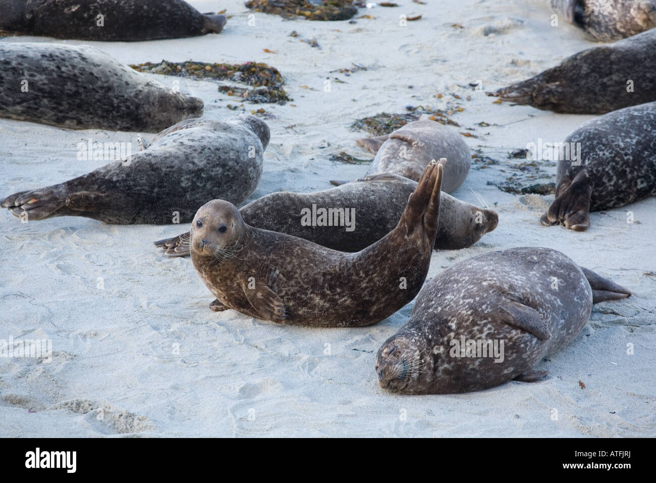 harbor seals on the beach in San Diego California Stock Photo Alamy