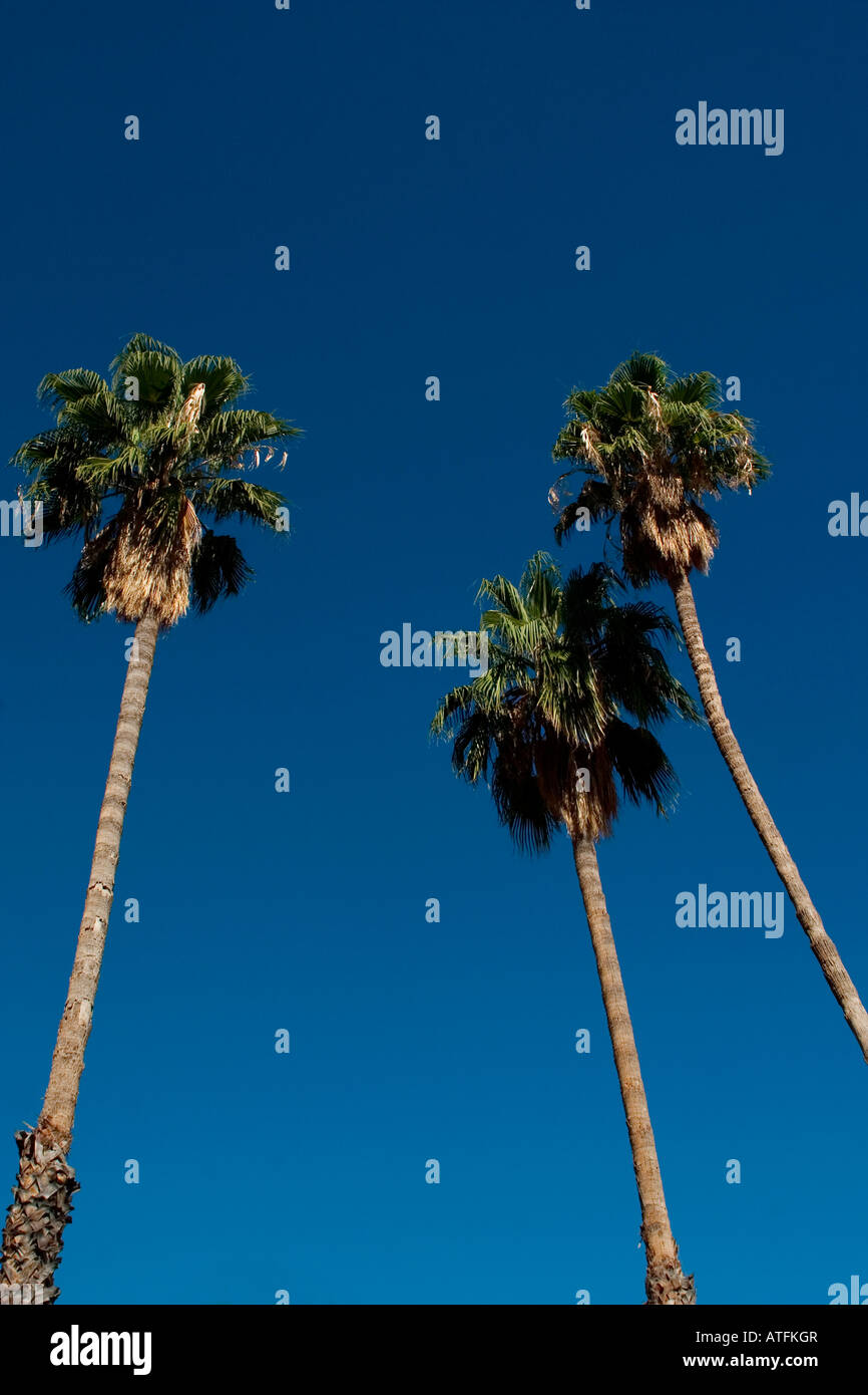 Palm trees reach toward the sky on the University of Arizona campus in