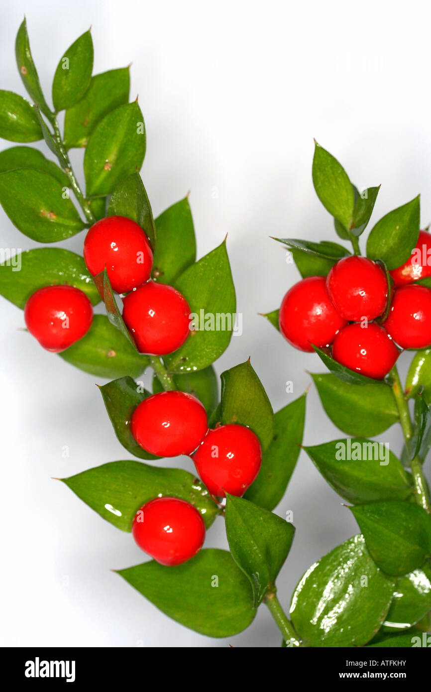 Butcher's broom Ruscus aculeatus Stock Photo - Alamy