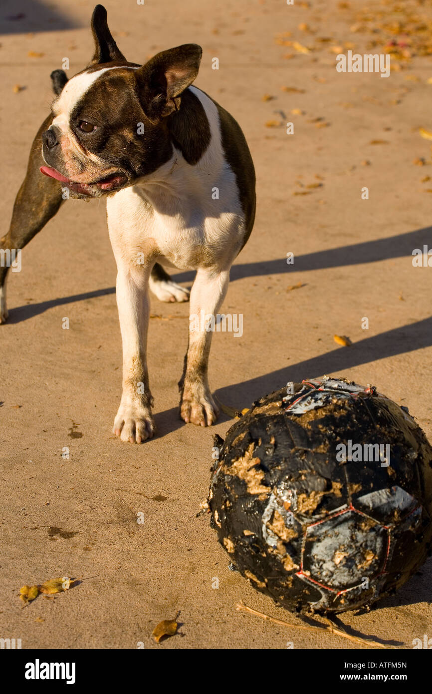 boston terrier dog and his toy Stock Photo