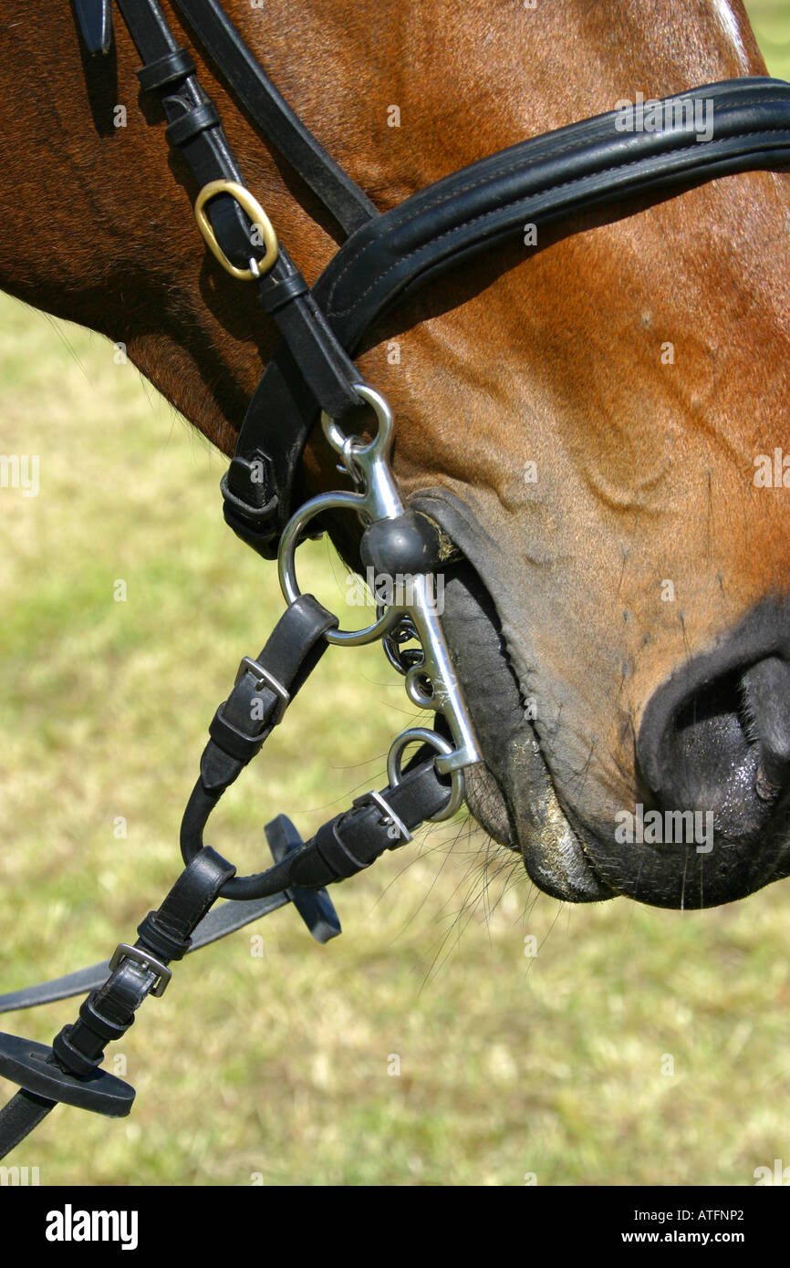 Horse tack hi-res stock photography and images - Alamy