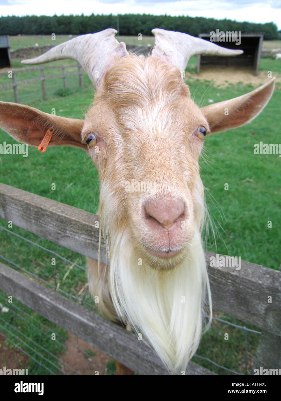 Goat head and face close up over fence Stock Photo