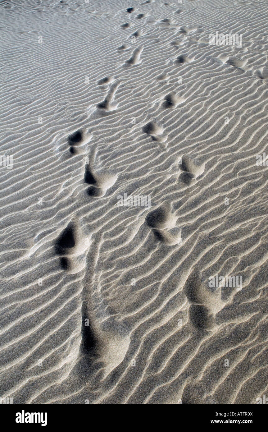 Pairs footprints hi res stock photography and images Alamy Pairs footprints hi res stock photography and images Alamy