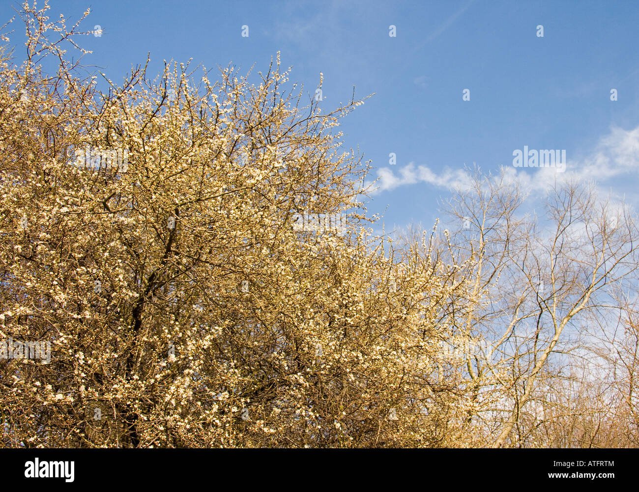 Spring blossom of Prunus spinosa Blackthorn or Sloe against blue sky in the sun Stock Photo
