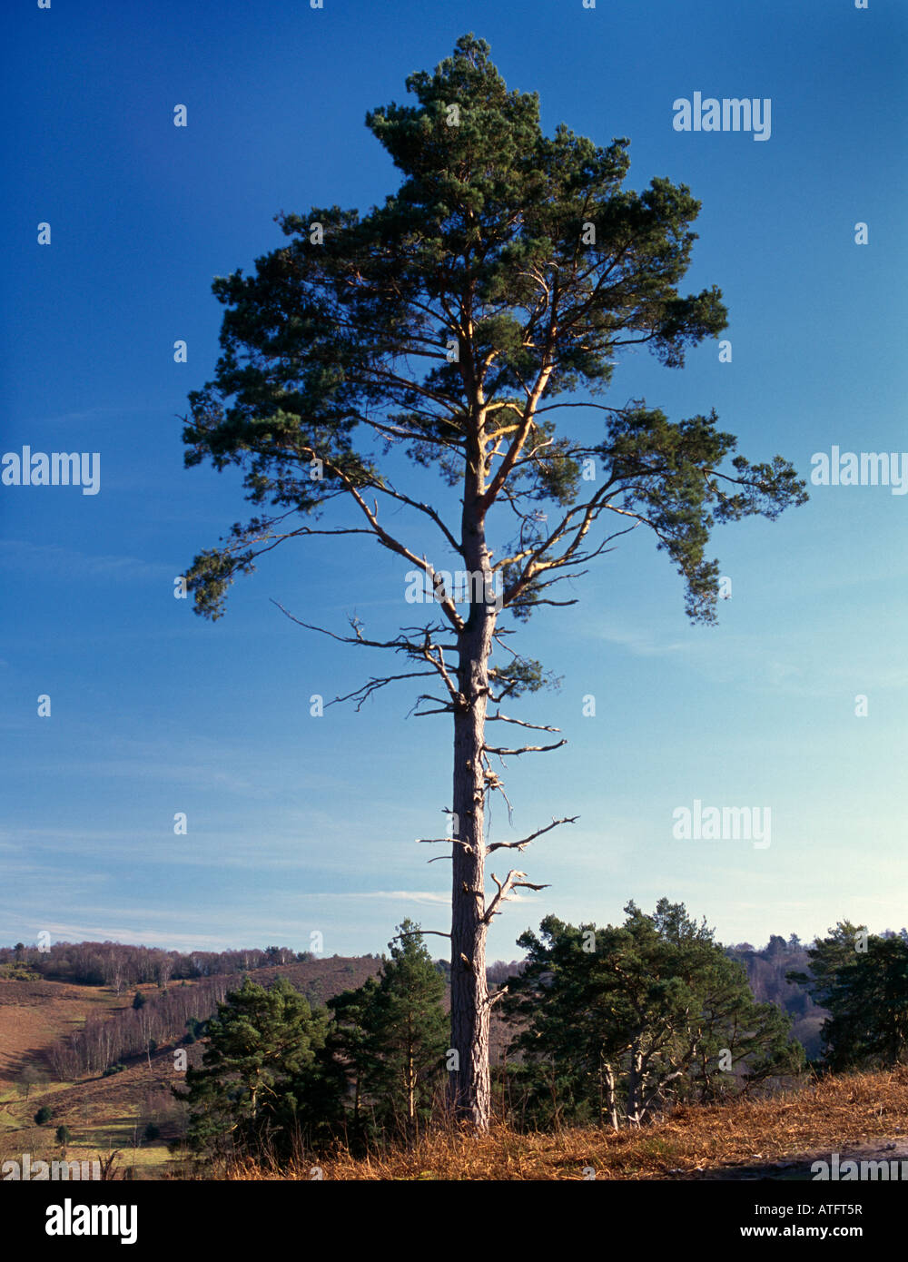Single Scots pine, The Devils Punch Bowl, Hindhead, Surrey, England, UK. Stock Photo