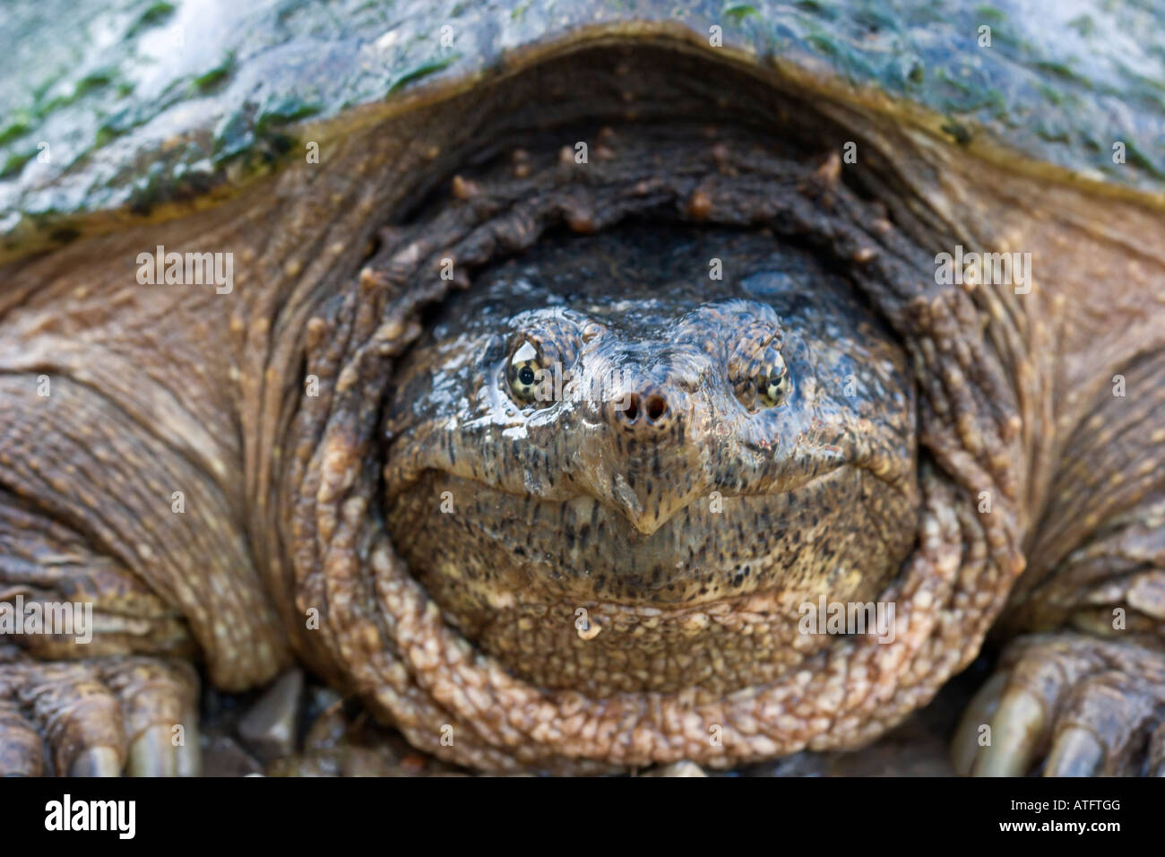 snapping turtle Stock Photo