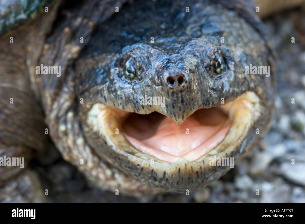 snapping turtle Stock Photo