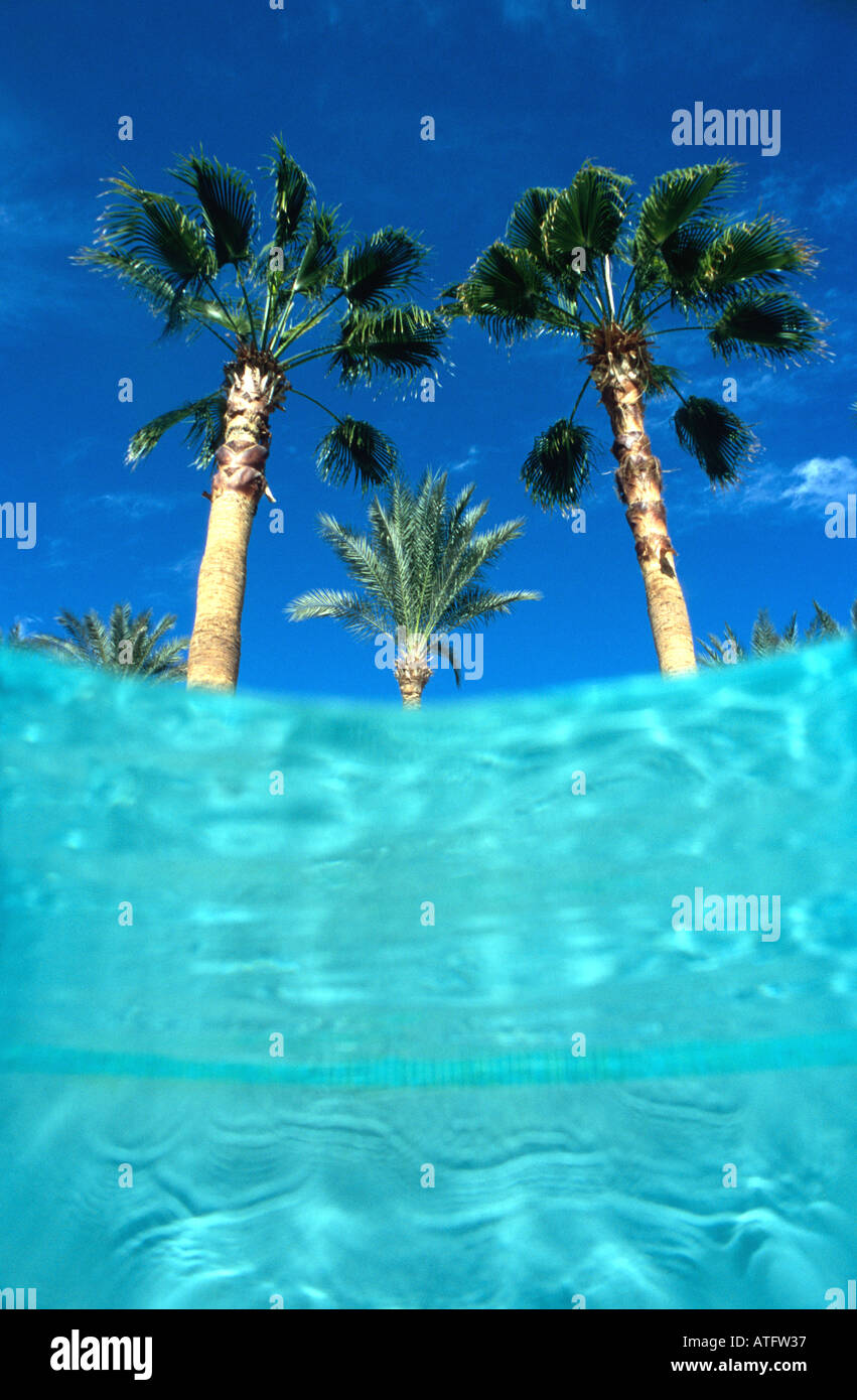 Palm trees seen from underwater in swimming pool blue water blue sky Stock Photo