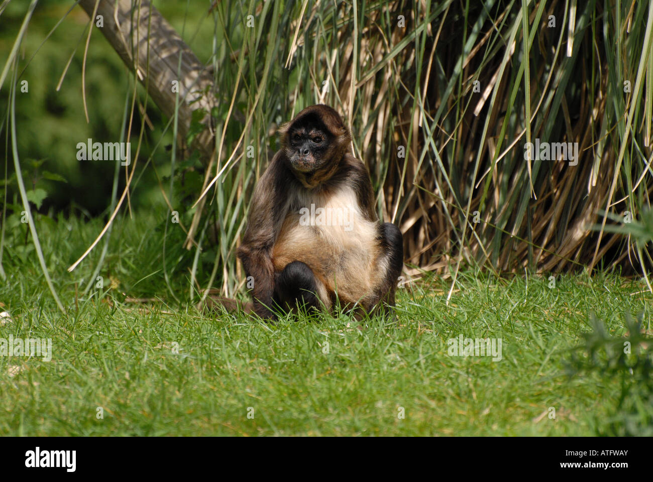 Monkey at Cricket St. Thomas Stock Photo Alamy