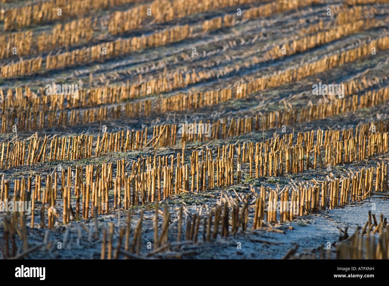 Maize Stubble after Harvesting in a Dorset field in December Stock ...