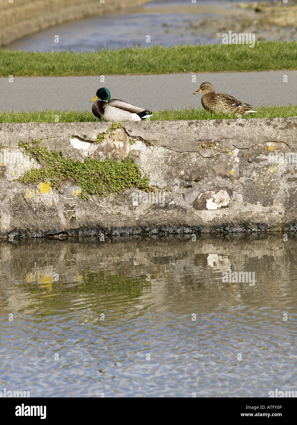 Male and female mallard ducks walking along the side of the canal. The commonest and most widespread duck. Stock Photo
