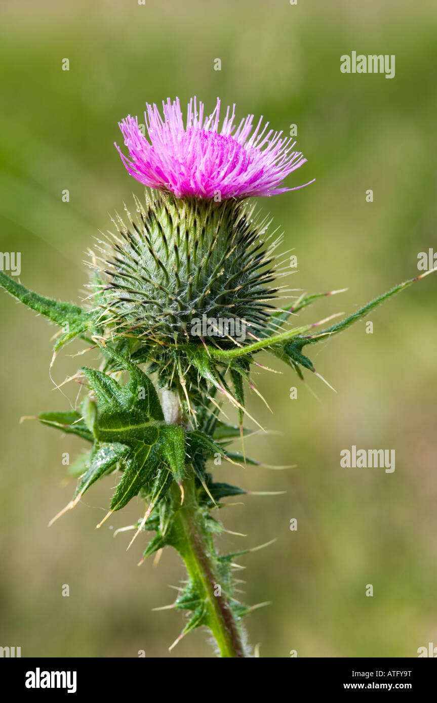 A Spear Thistle, Cirsium vulgare, or Scottish Thistle, growing in the