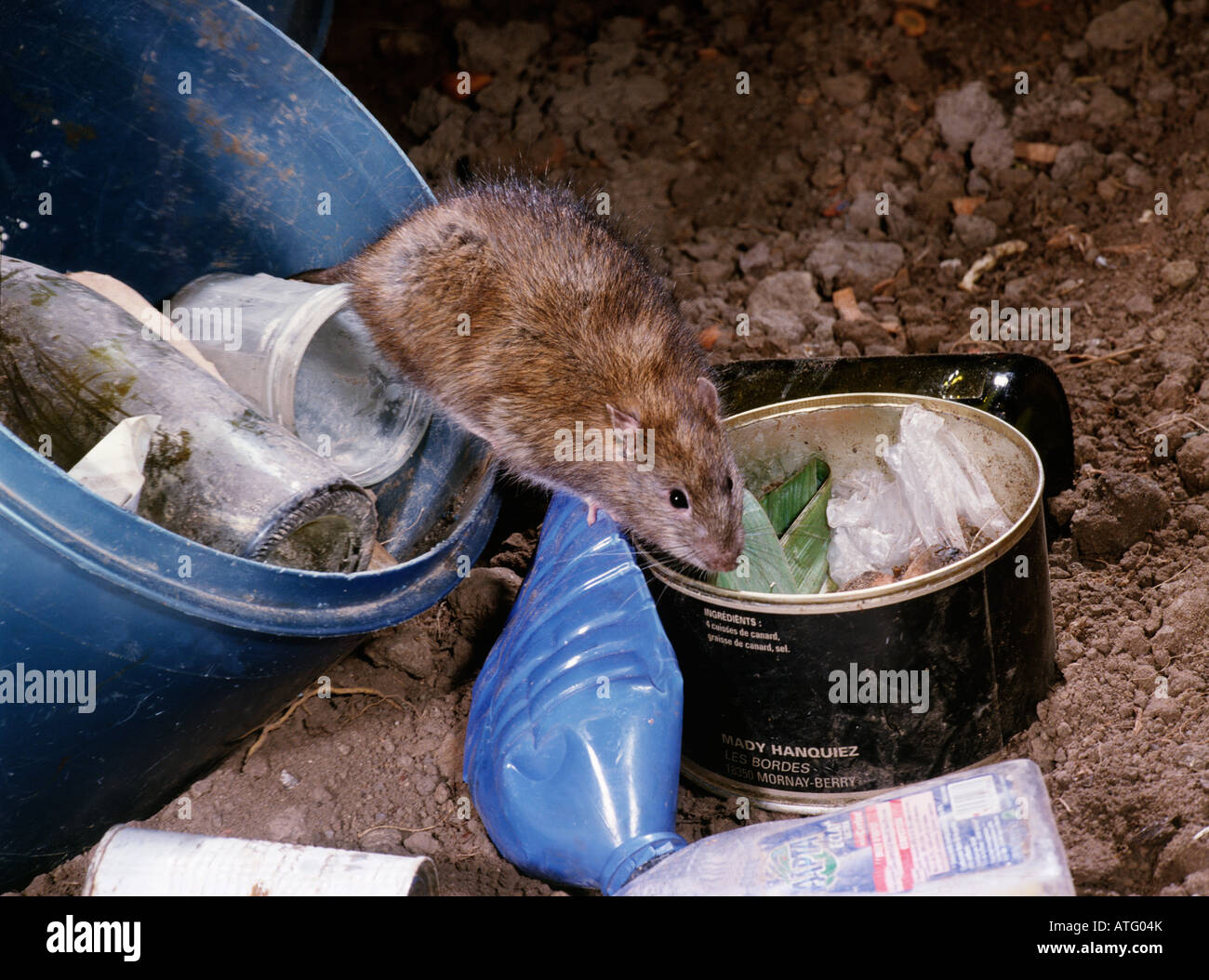 rat surmulot d egout Wanderratte Common Brown Rat Norway Rat Common Rat Rattus norvegicus dans