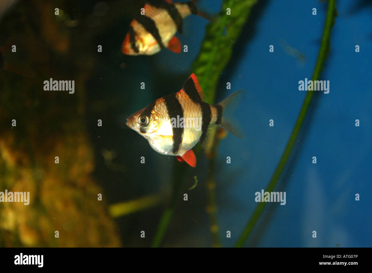 Barbus tetrazona tropical fish Stock Photo