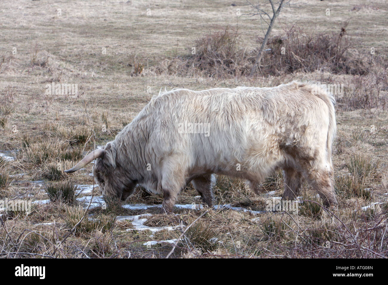 Scotland highland cattle Stock Photo - Alamy