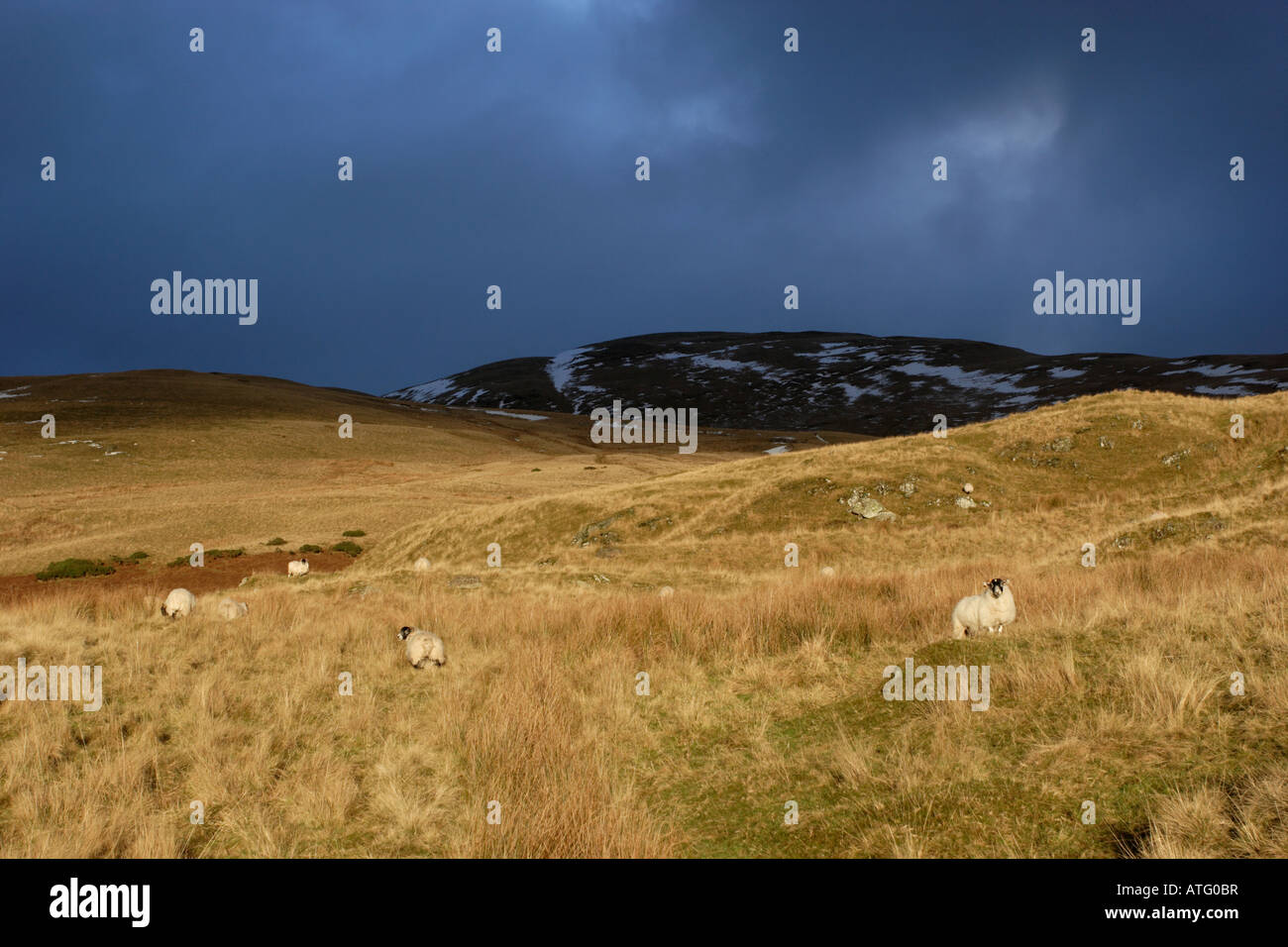 Sheep below Colsnaur in the Ochils under a dramatic wintry sky. Stock Photo