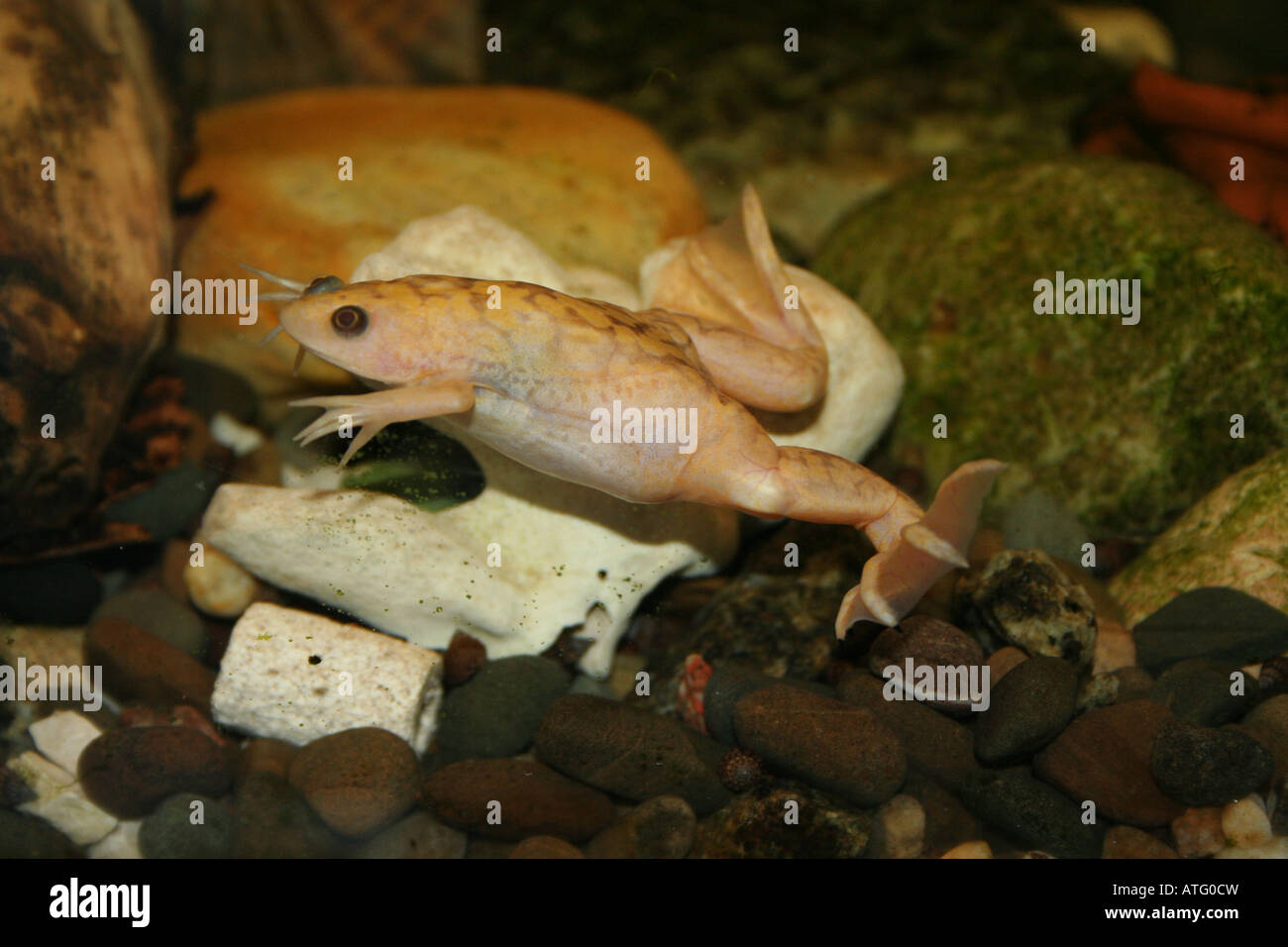 Лягушки в соленой воде. Шпорцевая лягушка Xenopus laevis. Гименохирус лягушка альбинос. Шпорцевая лягушка альбинос. Лягушка белая аквариумная шпорцевая.