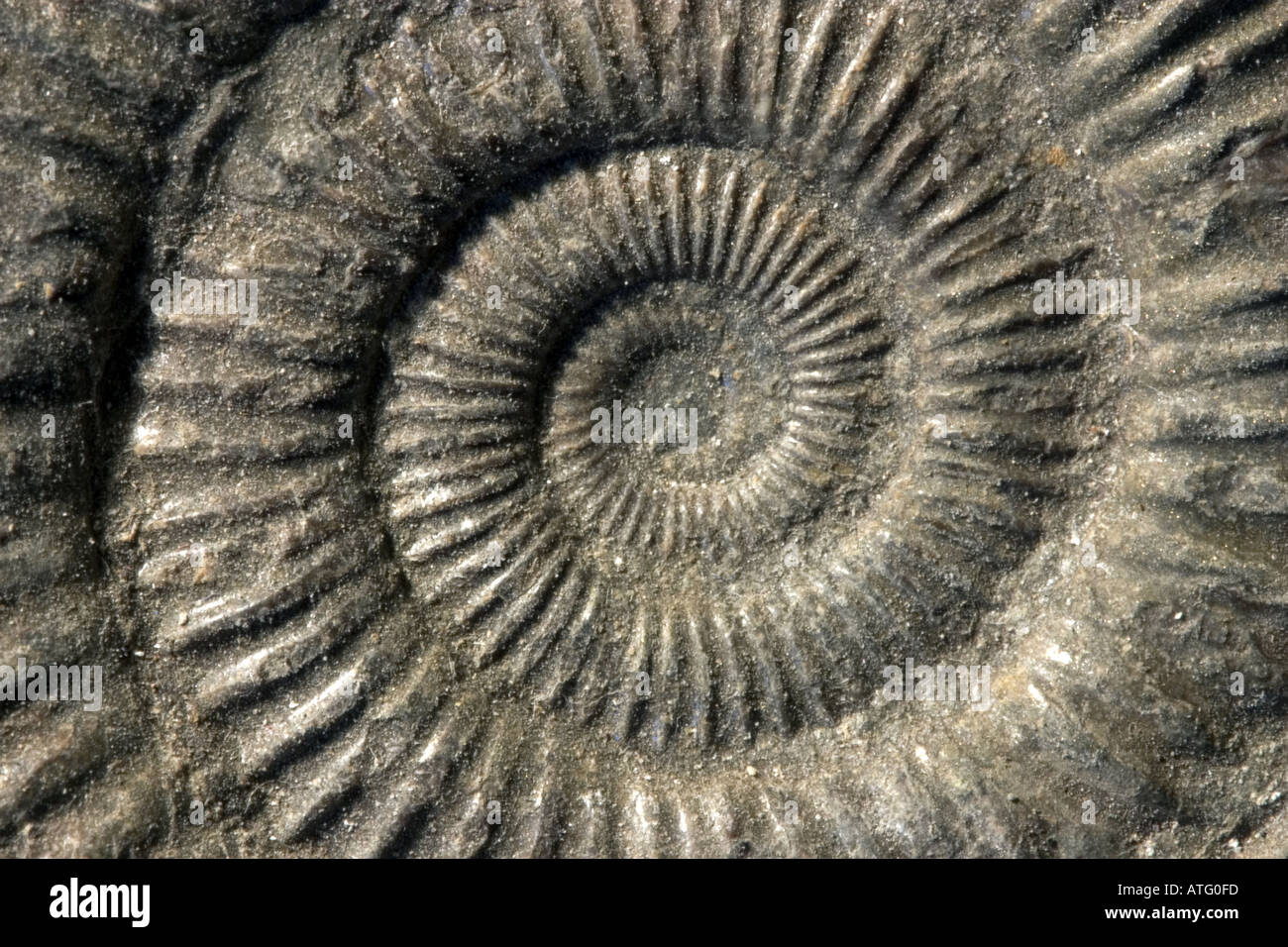 Close up view of ammonite from triassic period Stock Photo