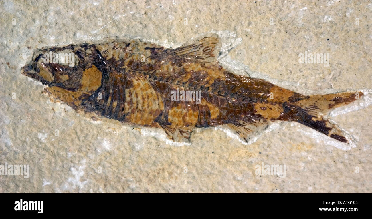 Close up of small fossilized fish from Eocene age Stock Photo