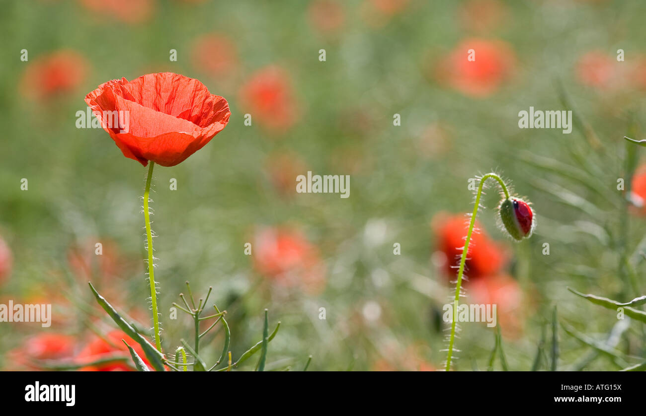 Poppy and bud. An orange paper poppy and a bud stand out in a field of orange and green Juelsberg Funen Fyn Denmark Stock Photo
