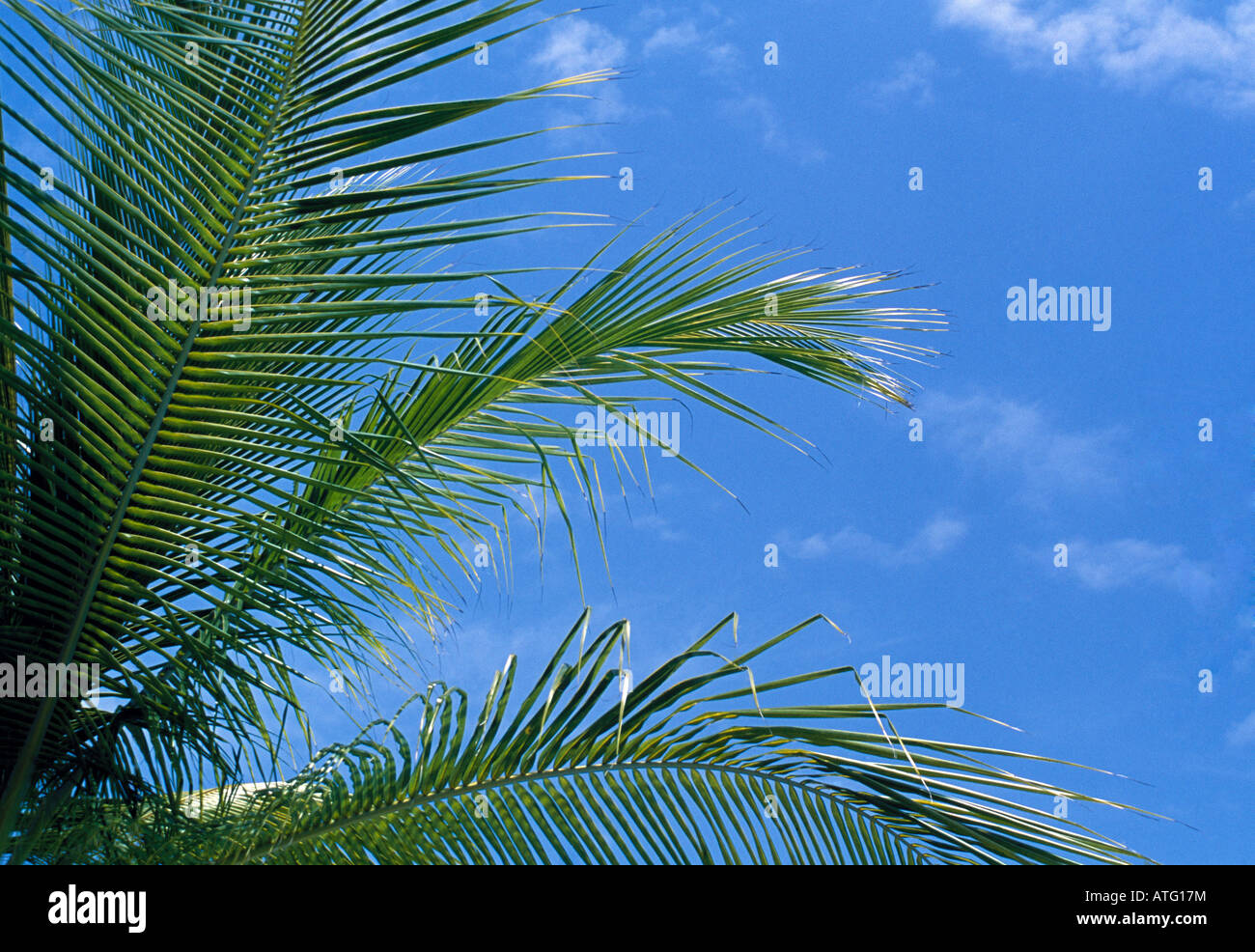 palm leaf on blue sky Stock Photo - Alamy